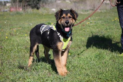 Cucciolo Pastore Tedesco Meticcio In Adozione A BERGAMO BRESCIA COMO