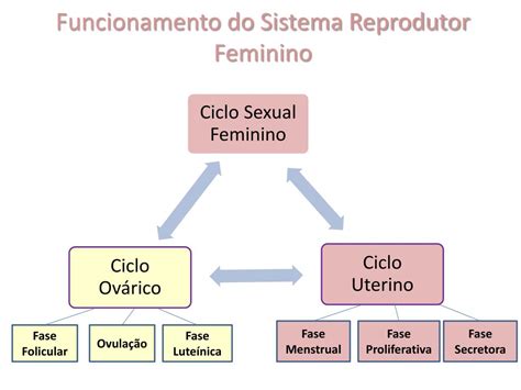 Ppt Reprodu O Humana Sistema Reprodutor Feminino Powerpoint