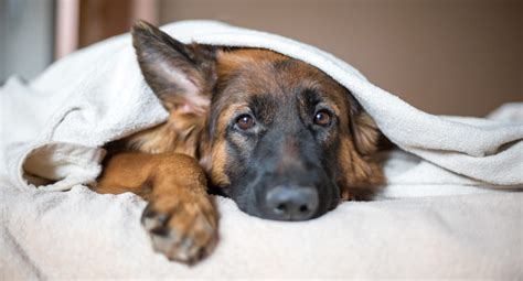 DLSS hos hunde Læs mere om symptomer og behandling her Agria