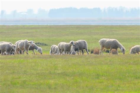 Rebanho De Ovelhas Ovelhas No Campo Foto Premium