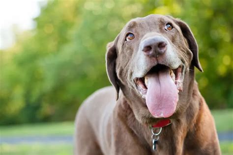 Dental Disease in Dogs: Symptoms and Treatments – ActiveBeat – Your Daily Dose of Health Headlines