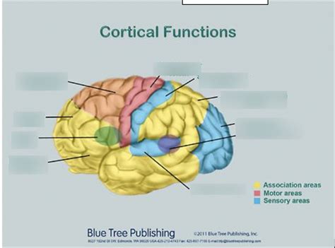 Diagram Of Neuroanatomy Localisation Quizlet