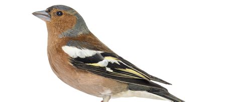 Alles Over De Vink In Nederland Vogel Blog