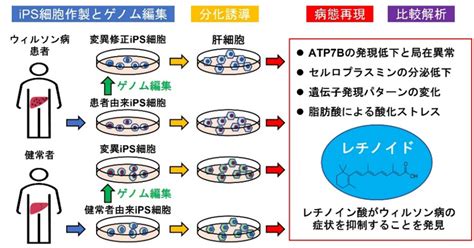 患者由来ips細胞の肝臓難病モデル 理化学研究所