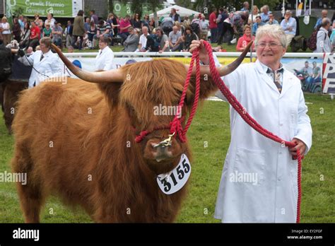 Champion Cow Hi Res Stock Photography And Images Alamy