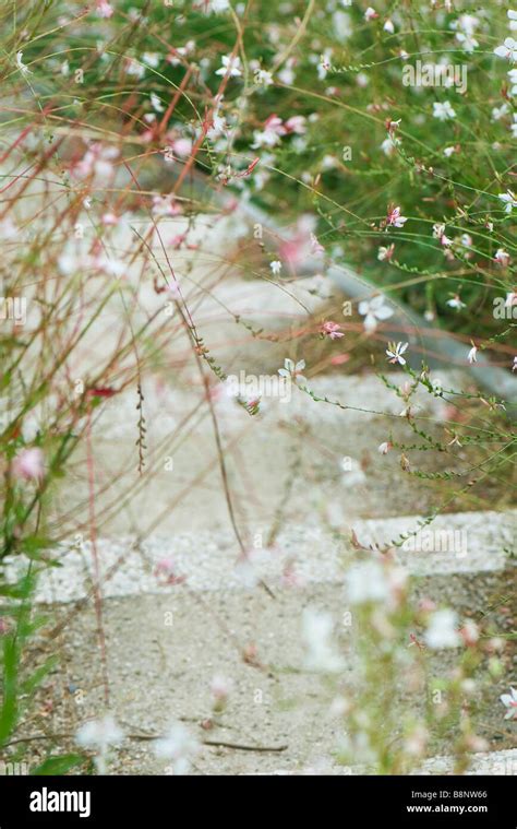 Gaura Lindheimeri Whirling Butterflies Fotos Und Bildmaterial In