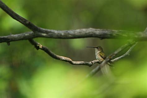 A hummingbird nest - Birds Calgary