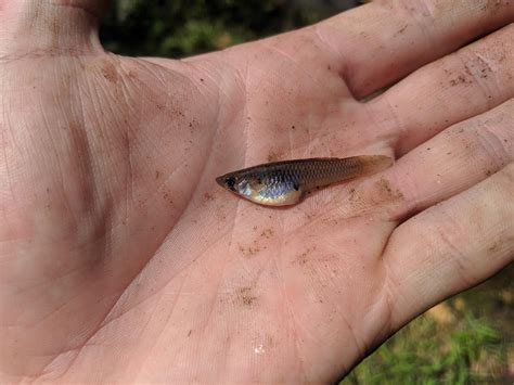 Smallest Fish I Ve Ever Caught On A Hook So Far R MicroFishing