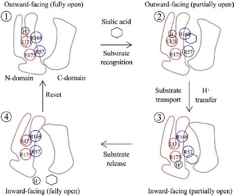 Proposed Model Of Sialic Acid H Cotransport By Sialin In The