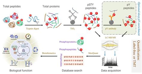 Tmt标记定量磷酸化 康成生物丨数谱生物
