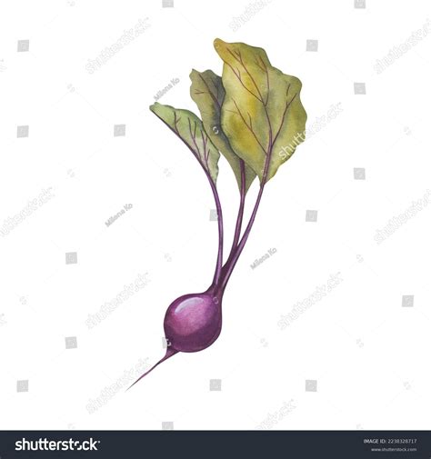 Watercolor Illustration Beetroot Hand Drawn Isolated Stock Illustration ...