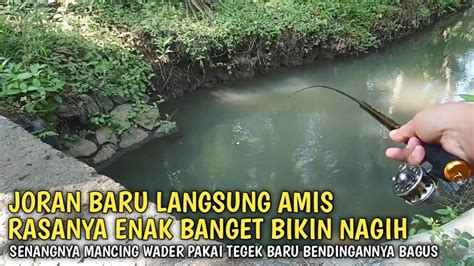 Pecah Rekor Ngamisi Joran Baru Malah Disambar Babon Mancing Wader Di