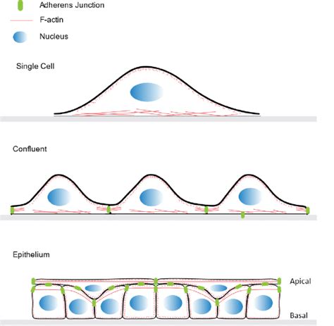 Schematic Indicating Progression Of Human Mammary Epithelial Cell