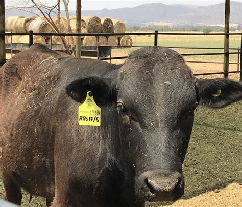 Wagyu Beef South Africa