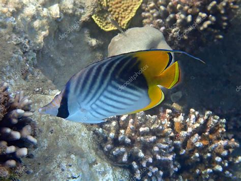 Peces Coralinos Pertenecientes A La Familia Chaetodontidae Tiene