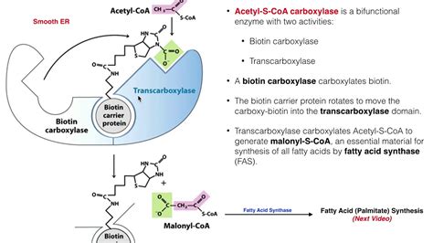 Acetyl Coa Carboxylase Pathway