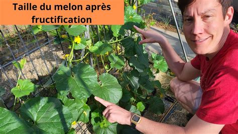 Taille Du Melon Apr S Fructification Youtube