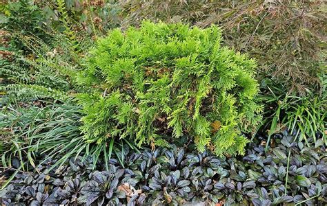 The Mighty Arborvitae