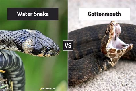 How to Tell a Water Snake from a Cottonmouth - ReptileHow.com