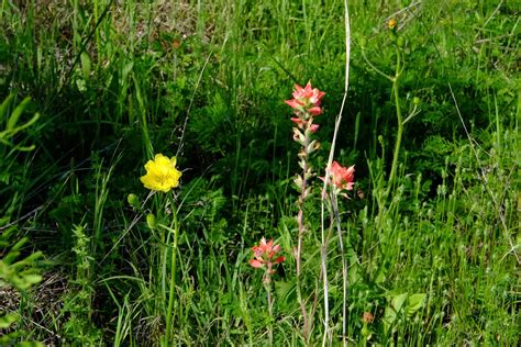 Wild Buttercup And Indian Paintbrush Gene Ellison Flickr