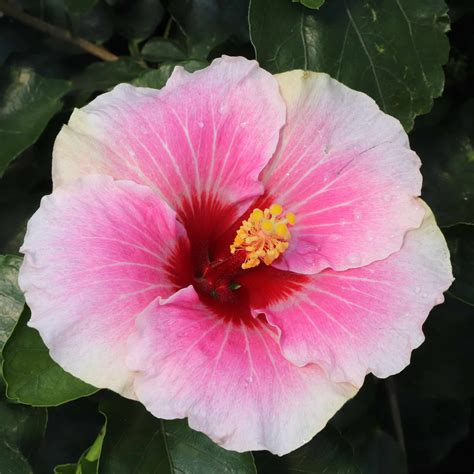 Hibiscus, Proven Winners 'America's Sweetheart' (2 Gallon) - Baucom's