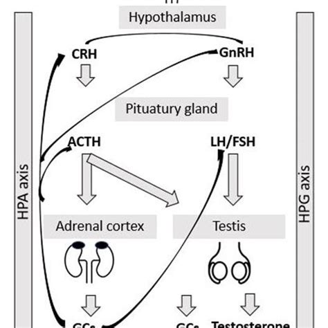 Schematic Representation Of Hypothalamic Pituitary Adrenal Hpa And