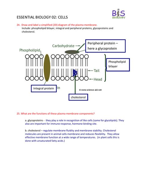 Glycolipids In Cell Membrane