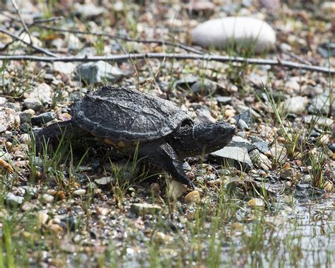 Baby Snapping Turtle Care Guide - WZaquarium