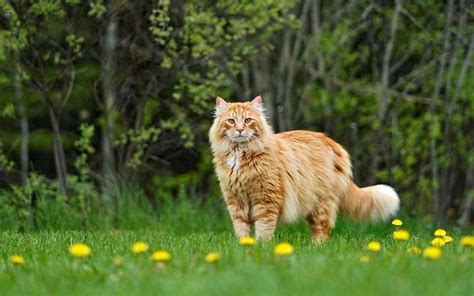 The Beauty Of Maine Coon Coats Colors And Patterns