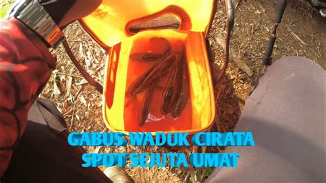 Gabus Waduk Cirata Spot Elite Sejuta Umat Mancing Mancingmania