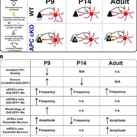 Model Of Synaptic And Cellular Changes In APC CKO Somatosensory