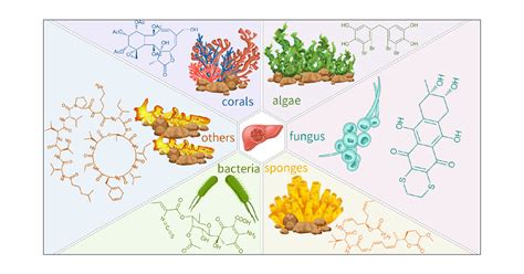 Marine Natural Products A Potential Source Of Anti Hepatocellular