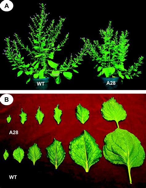 Phenotypic Alterations In S Atmgt Transgenic Plants Nicotiana