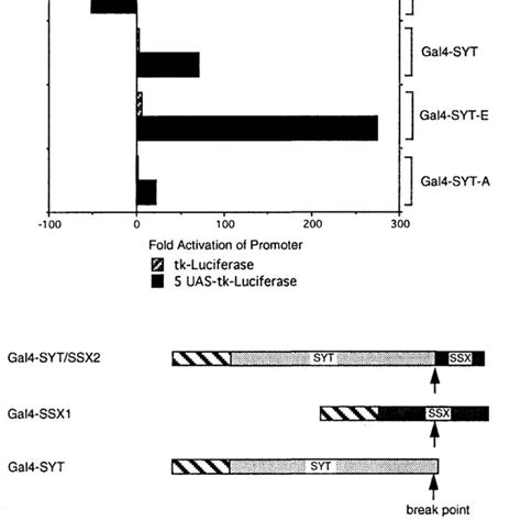 Transcriptional Properties Of Gal4 Fusion Proteins Activation Download Scientific Diagram