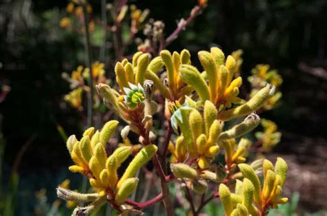 How To Grow And Care For A Kangaroo Paw Plant | Lawn.com.au