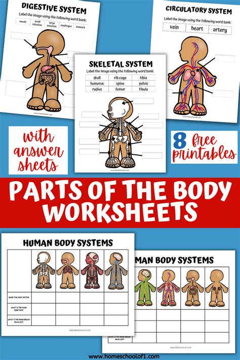 8 Human Body Systems Worksheets For Kids (free)