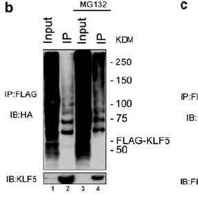 Klf Protein Undergoes Ubiquitination In Epithelial Cells A