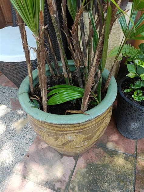 Big Lady Palm Raphis Excelsa Furniture Home Living Gardening