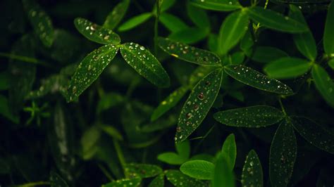 Leaves After The Rain After The Rain Leaves Greens Dew Drops