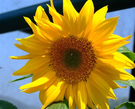 Common Sunflower Encyclopedia Of Life