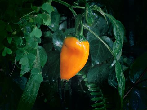 Fotos Gratis Naturaleza Fruta Luz De Sol Hoja Flor Comida Verde