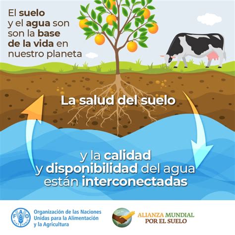 Día Mundial del Suelo 2023 la relación entre suelo y agua es clave