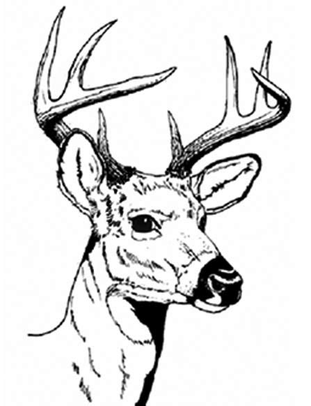 Whitetail Deer Skull Drawings - ClipArt Best