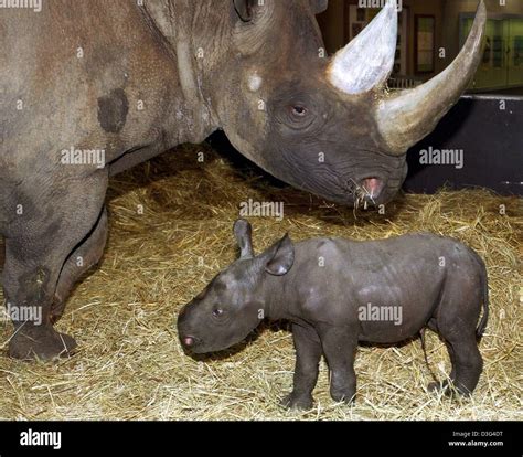 Human Interest Hum Animals Rhinoceros Rhino Nashorn Baby Offspring