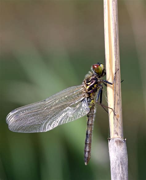 Leucorrhinia Albifrons Rimvydas Kinduris Flickr