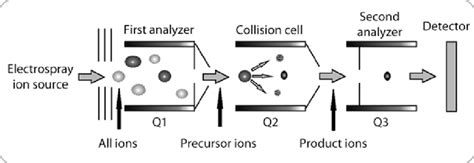 Schema Of Mass Spectrometry Analysis In Srm Mode Triple Quadrupole Download Scientific Diagram