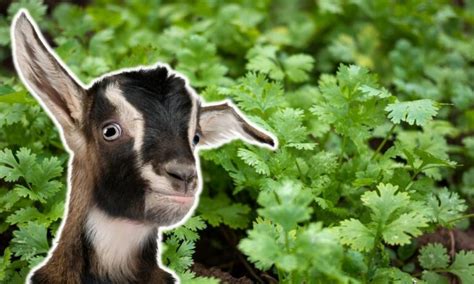 Can Goats Eat Cilantro Revealed Goat Owner