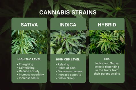 Different Types Of Weed Strains