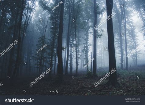 Halloween Forest Background Stock Photo 307434278 | Shutterstock