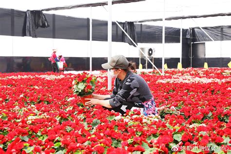 红河弥勒：“一花一叶”开出乡村振兴“致富花” 云南省林业和草原局 关注森林网